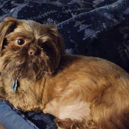 ROSIE - Shih Tzu