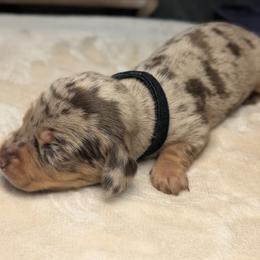 Zeus - Dapple male Dachshund puppy in Waddell, Arizona from The Bearded Companions