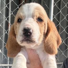 Girl 3 - Red and white female Basset Hound puppy in Kenansville, Florida from Fancy Hounds