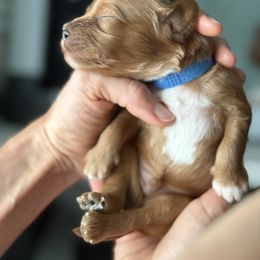 Cavapoo Puppies from Heritage Home Cavapoos