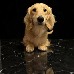 Teddy - Dachshund