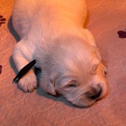 Black collar boy - Light golden male Golden Retriever puppy in Cleveland, Georgia from JLB's Yonah Goldens