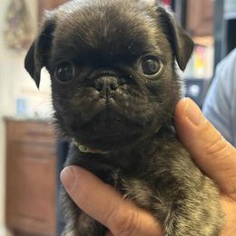 Puppy 3 - Brindle male Pug puppy in Salem, Oregon from Loda's Pugs