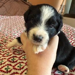 Spook - Black & white female Miniature Australian Shepherd puppy in Gatesville, Texas from Southern Promise Aussie’s