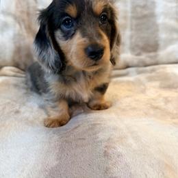 Frankie - Dapple male Dachshund puppy in Fort Gibson, Oklahoma from Cooper’s Dachshunds