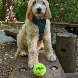Goldendoodle Puppies from Rolling Acres Doodles and Poodles