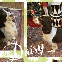 Daisey - English Springer Spaniel