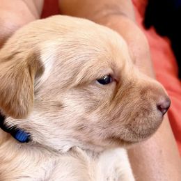 Labrador Retriever Puppies from Joy Luck Labs, LLC