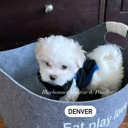 Maltese Puppies from Best Maltese & Toy Poodles