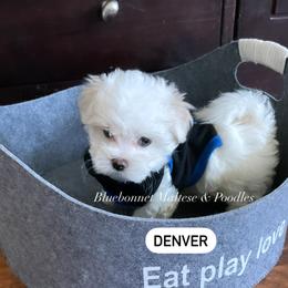 Maltese Puppies from Best Maltese & Toy Poodles