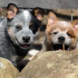 Australian Cattle Dog Puppies from Fox Hill Cattle Dogs