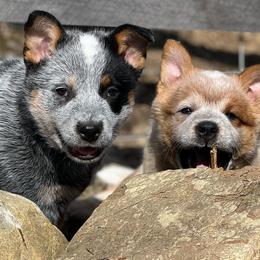 Australian Cattle Dog Puppies from Fox Hill Cattle Dogs