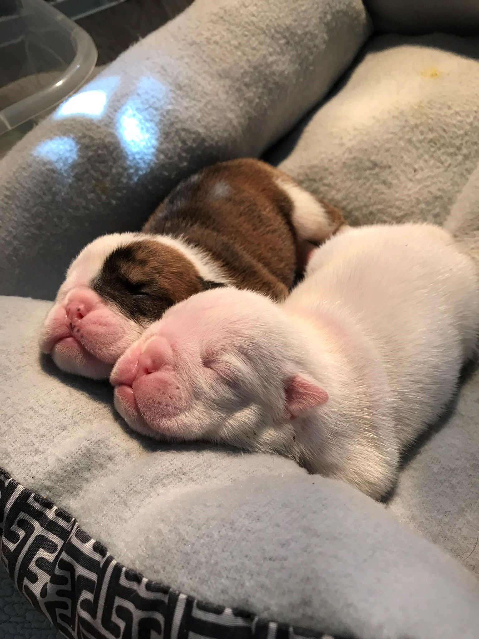English Bulldog and French Bulldog Puppies from Jones Bulldogs