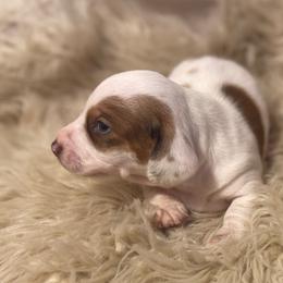 Lemon - Piebald female Dachshund puppy in Purdy, Missouri from Shotgun Pups