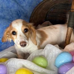 Brooks - Dapple male Dachshund puppy in Waseca, Minnesota from Dragonfly Doxies
