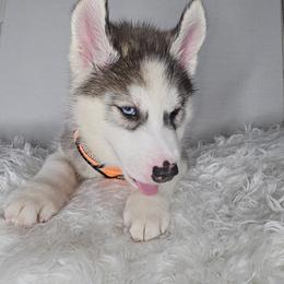 Siberian Husky Puppies from Springfield Huskies