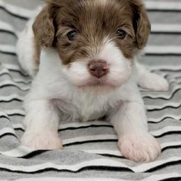 Cirrus - Merle female Cavapoo puppy in Salem, New Jersey from Dreamy Night Doodles