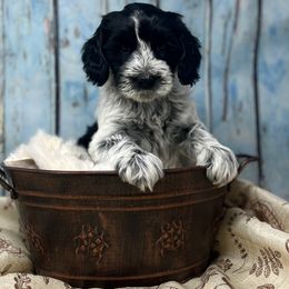 Mistletoe - Black and chalk female Australian Labradoodle puppy in Brush Prairie, Washington from Fancy Pants Labradoodles