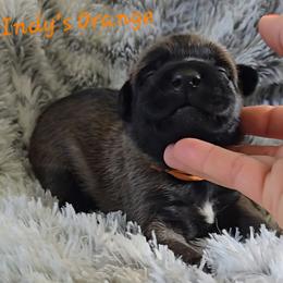 Indy's Orange - Mahogany male Belgian Malinois puppy in Berry, Alabama from North River k9