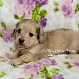 Shaded Cream Female Longhair Pink Collar - Cream female Dachshund puppy in Cleveland, Tennessee from Kelly's Doxie Farm
