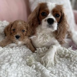Cavachon, Cavalier King Charles Spaniel, and Cavapoo Puppies from LierChonPoo