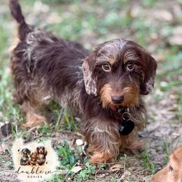 Ivy - Dachshund