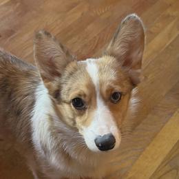 American Corgis and Australian Shepherds from RussKris Farms Aussies
