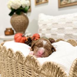 Mickey - Caramel ice male Australian Labradoodle puppy in Palmdale, California from Pixie Doodle Paws