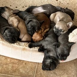 Boxers and French Bulldogs from Williams Creek Kennels