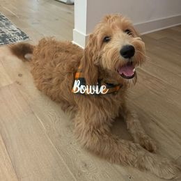 Bernedoodle and Goldendoodle All Grown Up from Kimberlee’s Kennels