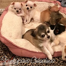 Chihuahua Puppies from Spunkypaws Chihuahuas