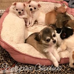 Chihuahua Puppies from Spunkypaws Chihuahuas