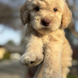 Reese - Apricot male Goldendoodle puppy in Waterford, California from Alvdoodles