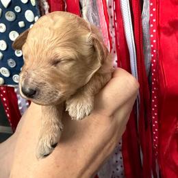 Girl 4 - Apricot female Poodle puppy in Fairfield, North Carolina from Leaning T Ranch