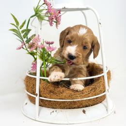 ROCKET - Red  male Goldendoodle puppy in Davison, Michigan from Dreaming Doodles