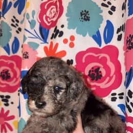 Dancer - Gray male Poodle puppy in Mtn Rest, South Carolina from Stocktons Doxies & Poodles