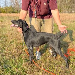 Remi - German Shorthaired Pointer