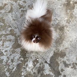 Pomeranian Puppies from Uniquepombabies