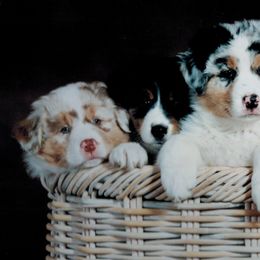 Australian Shepherds and Tibetan Spaniels from Windift