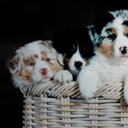 Australian Shepherds and Tibetan Spaniels from Windift