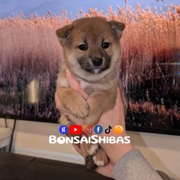 AIRO - Red male Shiba Inu puppy in Minnesota from BonsaiShibas