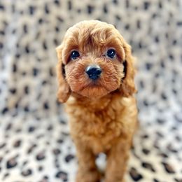 Leo - Red male Cavapoo puppy in Warrensburg, Missouri from Supreme Doodles