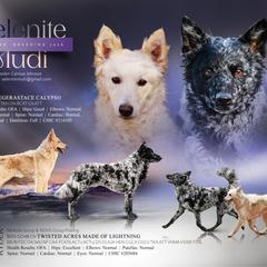Mudi puppies from Selenite Mudi