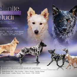 Mudi puppies from Selenite Mudi