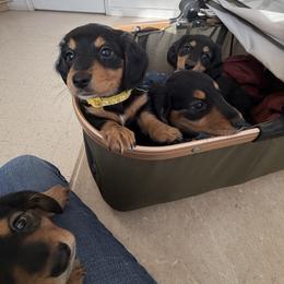Dachshund Puppies from Monroe’s Hillcrest Dachshunds