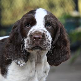 Reebecca - Liver and white female English Springer Spaniel puppy in Central, South Carolina from SarMel