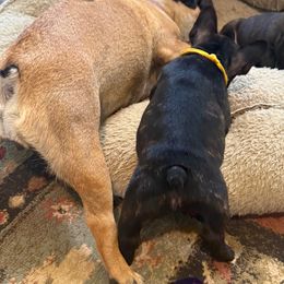 French Bulldog Puppies from Drake Home Frenchies