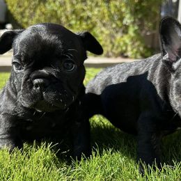 French Bulldogs from Gilbert Puppies
