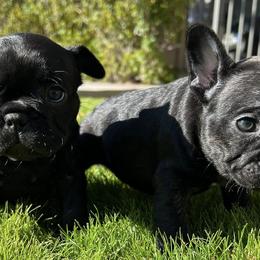 French Bulldogs from Gilbert Puppies