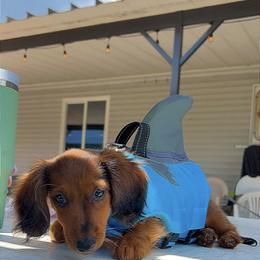 Dachshund and French Bulldog Puppies from Trust Fund Devil Kennel